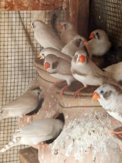 Finches for sale