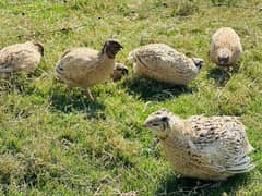 Jumbo Batair Breeder Pairs / Jumbo Quail Breeder Pairs- up to 470 g