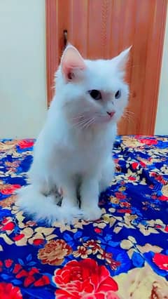 Percian kitten available for sale