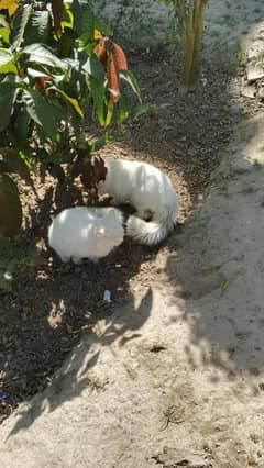 percian pair cats urgent sale