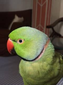 2 year ring neck parrots for sell
