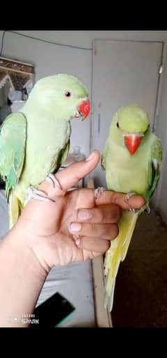 Ringneck