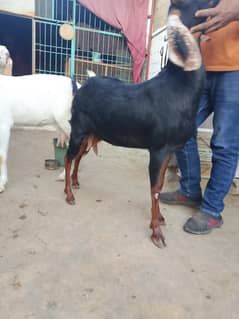 boht achi bakri hai ghr ki pali vi hai