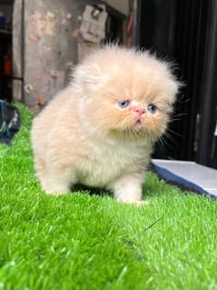 Pure peki / peke male kitten heavy bone fawn color top of the line