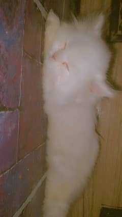 man cat