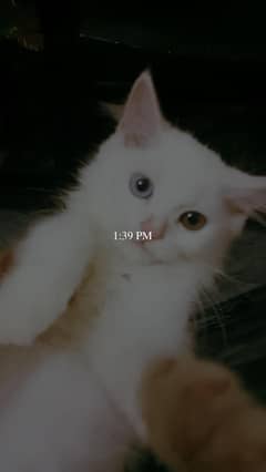 cats ha