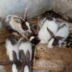 rabbits