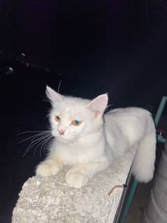 Persin  cat