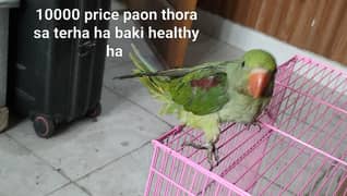 RAW Chicks Pair & Self Male For Sale See pictures