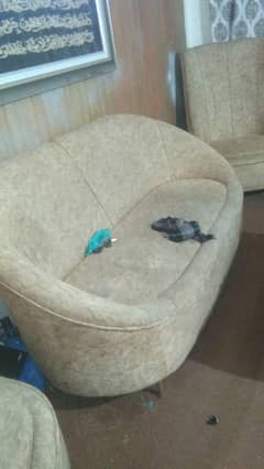 urgently sale now