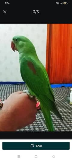 kashmiri Raw parrot hand tame full active WhatsApp no 03404057947