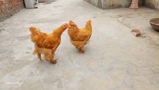 2 golden buff females for sale