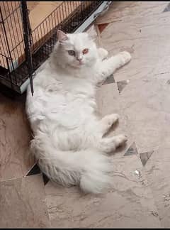 Persian cat odd eyes female