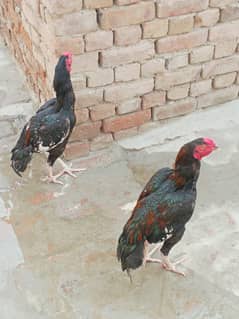 Mainwali