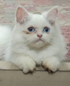 Pure Persian High Quality Nd Highly Breed Kitten/Cat