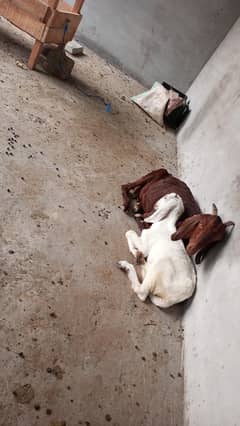 taidi goat and path 4 months