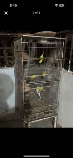 Australian Parrots with Cage