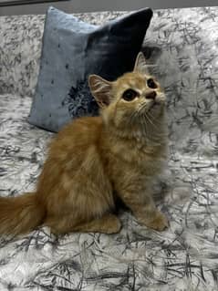 Kitten for sale