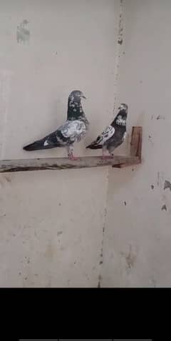 Haji moon shab wala Cheena Pair
