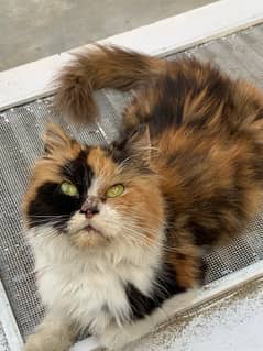pure Persian Cat