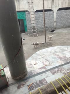 Fertials