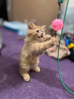 Golden Kitten Healthy and Active