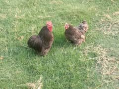 Blue Bantam Breeder Pair Available for Sale!