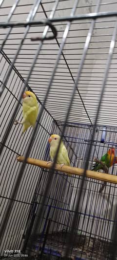 breeder pair & chiks