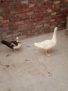 White Muscovy ducks
