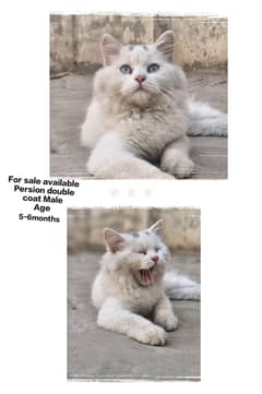 persion Cat double coat