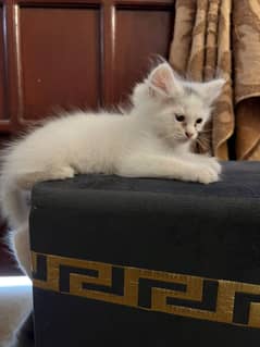 WHITE KITTEN | TRIPPLE COATED | MALE