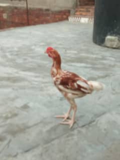 Aseel murga