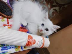 Persian kittens for sale