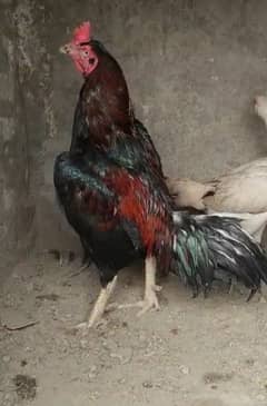 Hight Quality male for sale