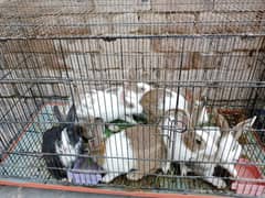 Rabbits male and female