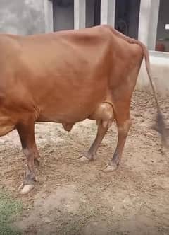 Cow sth wach a