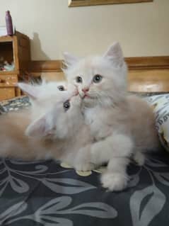 Persian kittens