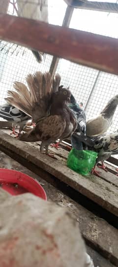 lakhi pigeon