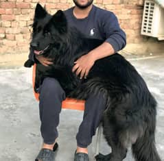 gsd