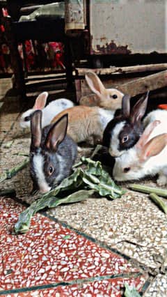 rabbits.