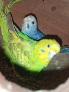 Australian Parrot