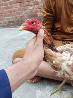 pure Thai madia Thai wait and black wali pure panas for sale