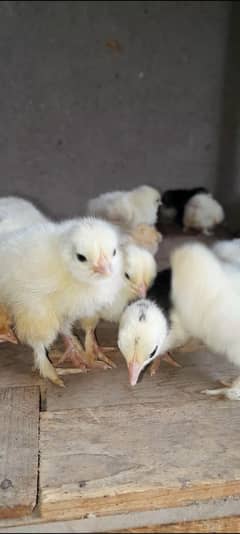 golden buff | white buff | heavy buff | bantam | milli flower | fancy