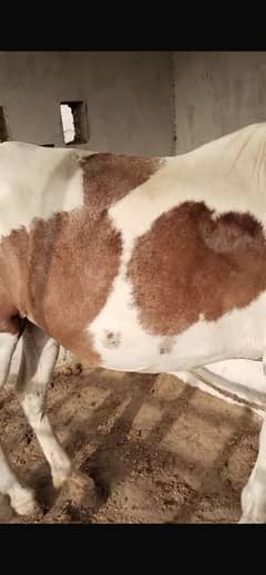 Pregnant horse for sale age 9 years
