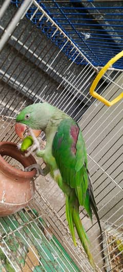 Raw parrots aik male aik female not pair