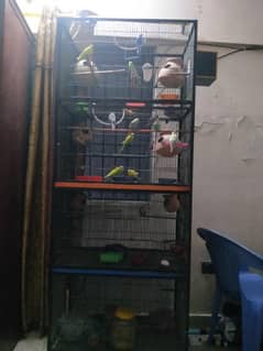 full setup for sale. . . cage . . budgies. . . blue latino. . . finches. . .