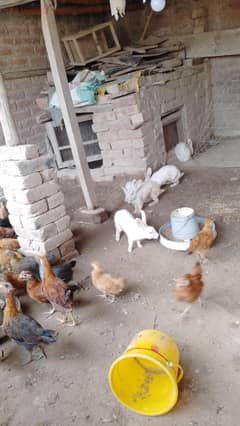 Desi chuzay for sale age 3 month vaccine complete