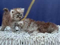 Persian