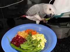 African grey parrot 4 month age healthy contact  WhatsApp 03428126589