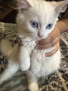Male Kitten for sale